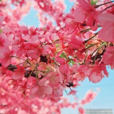 暹羅国盤谷都→山城国吉田村