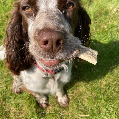Married to Cath and Hudad of the lovely Ida Sprocker.Follower of Manchester United,Oldham Roughyeds and Lancashire County Cricket.Lover of all dogs and animals