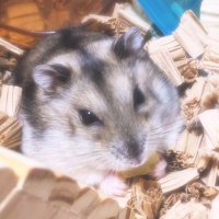 ぼんじり (@hamham_seven7) 's Twitter Profile