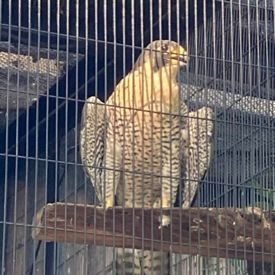 田舎に引っ越して、大きい犬と鶏を飼って、アルバイト等で慎ましく暮らす生活を夢見るIT派遣おじさん 2025/7-お仕事おやすみ中