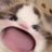 kaqabutan's profile image