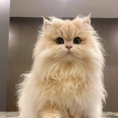 yiyi11z's profile picture. 