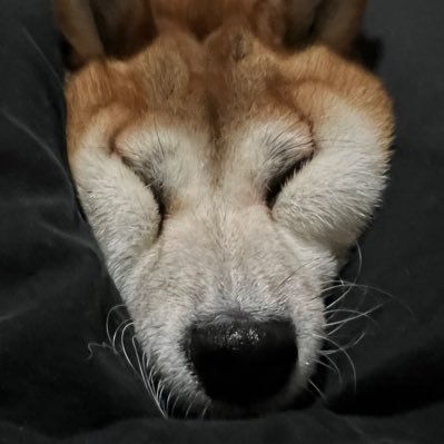 しばひま🐶🌻さんのプロフィール画像