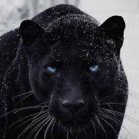 BLACK PANTHER (@panther_kingss) 's Twitter Profile Photo BLACK PANTHER (@panther_kingss) 's Twitter Profile Photo