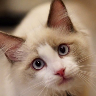ラグドール♂ぽけちゃんとの日常。動物みんな大好き。無言フォロー失礼します/大歓迎です🥰無断転載はおやめください🙇不必要なDMには返信できません。Animal lovers welcome! I will not reply to DMs.