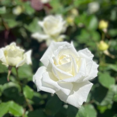 SES_ayane's profile picture. 文系→SES営業はじめました！👩🏻‍💼/営業さま、情報交換をお願いします✨/目指せエンジニアファースト🔥/ご相談はDMまで/#高還元SES #IT #SES営業 #エンジニア