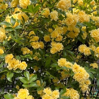 ひつじ.。o○さんのプロフィール画像