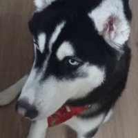 Krisiwnl (@kriswyd__) 's Twitter Profile Photo