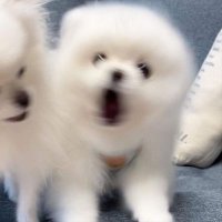 ᴍᴏ⁸ (@jh_o510) 's Twitter Profile