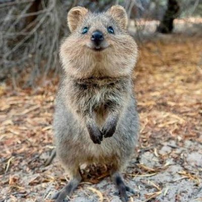 Daily Post Animals Videos.🐱🐶🐺🐻🐻❄️🐨🐰🦊🦝🐷🦓🐊