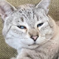 Louie ❤️🥝 (@anonymousbi1423) 's Twitter Profile