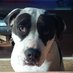 Sari 🍀🐾🐾 (@orgullosara) Twitter profile photo Sari 🍀🐾🐾 (@orgullosara) Twitter profile photo