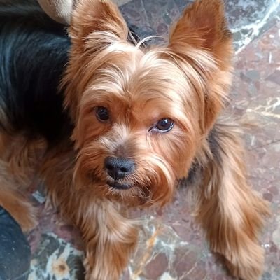 Solo digo mi opinión , no discuto solo bloqueo,feminista, animalista, rojo y ateo gracias a dios
