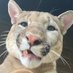 gougar! (@gougaronline) Twitter profile photo gougar! (@gougaronline) Twitter profile photo