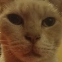 Fran (@elfranarg) 's Twitter Profile