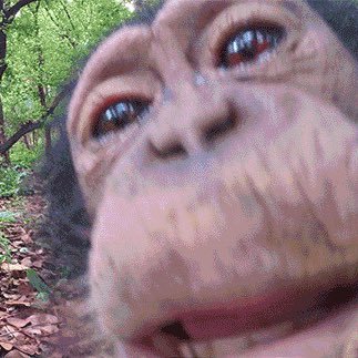WalterWhiterea1's profile picture. Love all primates, but gibbons and orangutans especially!