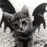 A L I E N (@_a_l_1_3_n_) 's Twitter Profile