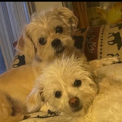 Az_Gabe77's profile picture. 🐦‍🔥🦉 🦋 🌵 🇺🇸 ⚓️