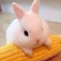 star_cherryp's profile picture. 