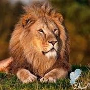 الاسد النائم (@ahmed_faizx4) 's Twitter Profile Photo الاسد النائم (@ahmed_faizx4) 's Twitter Profile Photo