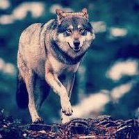 الذئب الاصغر (@ahmedfaizx5) 's Twitter Profile
