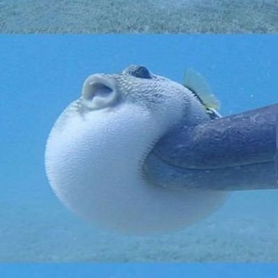 jan__paint's profile picture. una principiante que se dedica al dibujo, 🇵🇪 ❤️ intentare mejorar 🙂 // no tan artista va mejorando y quiere hacer amigos
admi: @0amor__ pareja:@rusaloca_2023