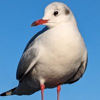暴力 (@_c_b_b_b) 's Twitter Profile