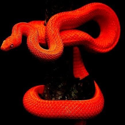 viborabh's profile picture. shiiii silêncio