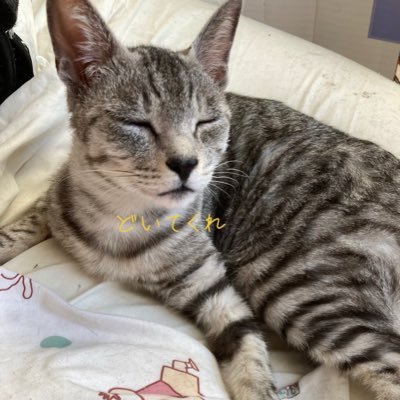 yu37550908's profile picture. ハンドメイド販売してます。 子供と一緒に薙刀やってるのでそちらも見てください 最近はポケカにもハマってます 。TikTokでポケカ対戦配信やってます #ネイルチップ  #レジン #ネックレス #イヤリング #ピアス #ハンドメイド #オンライン販売 #薙刀 #日本拳法 #武道 #武道女子 #ポケカ #ロルカナ #配信
