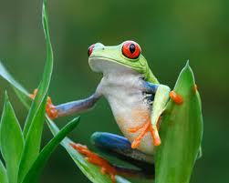 Does FROG mean 
Fully Rely on God
or
Flexible Response to Ongoing Growth?