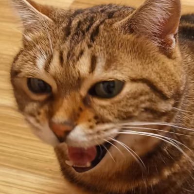 其实是长颈鹿