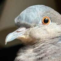 ハトキチ𓅰 (@pigeons_base) 's Twitter Profile Photo ハトキチ𓅰 (@pigeons_base) 's Twitter Profile Photo