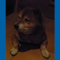 / ver.1 → ver.2 → ver.3 → ₿ ← ver.x / surfin' / fishing / photo / doge /