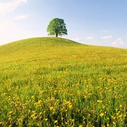 Eswohar455883's profile picture. 