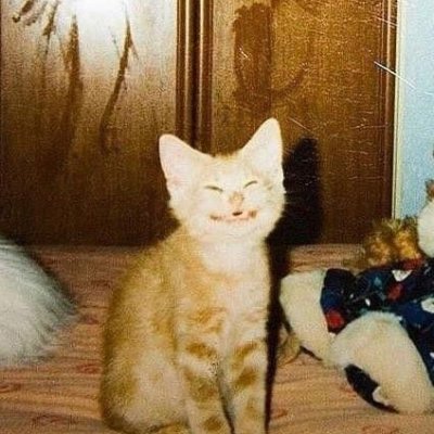 sprancdev's profile picture. dev, woodworking-enthusiast, among others
bugger at @spranclabs