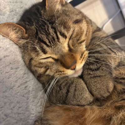 yasudALPHAZ's profile picture. MAYAちゃんが好き。でもみんな好き。XGのことをメインに他もつぶやく雑多アカウント。だいぶ大人。小学生兄弟のお母さん。無言フォローごめんなさい！#XG #ALPHAZ