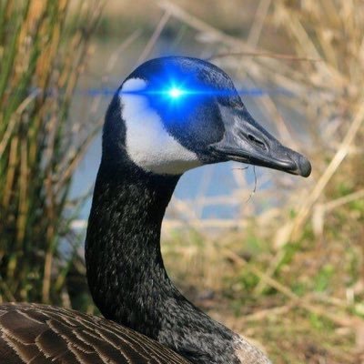 lasergooser's profile picture. Bird-Safe Glass Maximalist. Bitcoin Mostimalist. Hronk! Hronk. I flock with 'tiels. Find me in the water 🌊