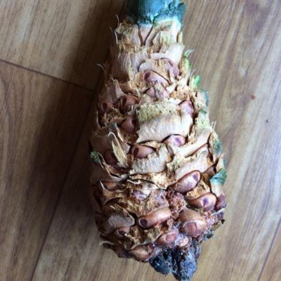 bender_qesdes's profile picture. Programmer