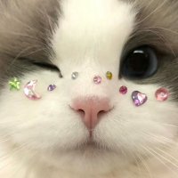 ゆづっきぃ💛💎 (@nyan_noenyan) 's Twitter Profile Photo ゆづっきぃ💛💎 (@nyan_noenyan) 's Twitter Profile Photo