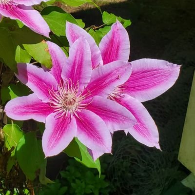 MimiSpinnie's profile picture. coffee lover ☕ ballerina🪻puppy and kitten momma 🐶🐱 gardener 🌸 feng shui enthusiast ☯+working on my very own enchanted forest 🌳🍄

#GardenersWorld