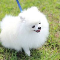 粗暴くんの弟子 (@mokubo77) 's Twitter Profile