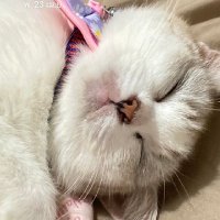 chichi (@chichicoo_8) 's Twitter Profile