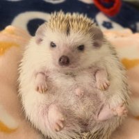 PON (@coolcoolkeko) 's Twitter Profile