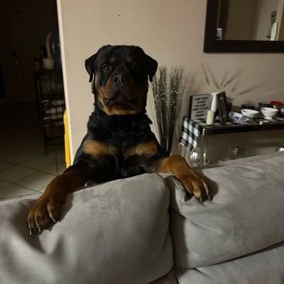 lemarthomas1911's profile picture. 