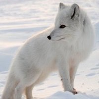 れな (@shirasudon_n) 's Twitter Profile