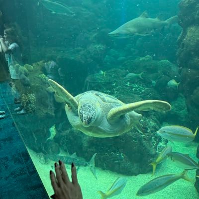 longo631's profile picture. Father of 2 amazing sons, Granddad of of 2, #workdontwhine