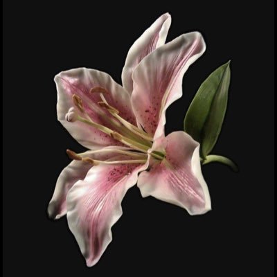 Anastacyabrk's profile picture. 