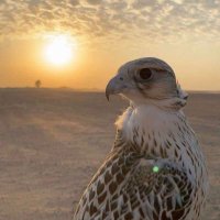 يوسف محمد الشهري (@uzuz664422) 's Twitter Profile