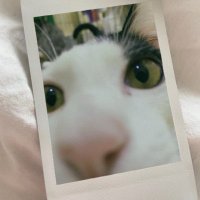 TigerKoalađ¯đ¨ (@tiger_is_cat) 's Twitter Profile