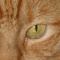 L.W. (@lisaswolff) 's Twitter Profile